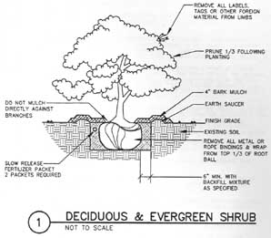 shrub from official plans